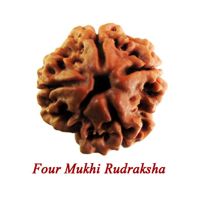 four mukhi rudraksha