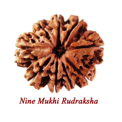 nine mukhi rudraksha