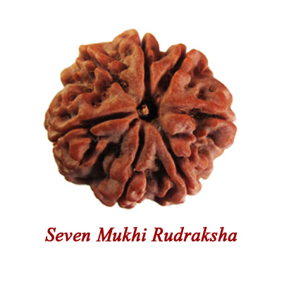 seven mukhi rudraksha