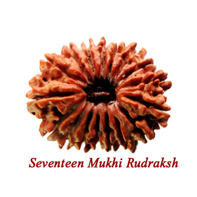 seventeen mukhi rudraksha
